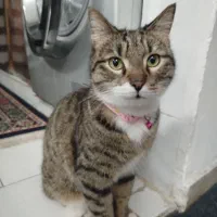 واگذاری رایگان گربه