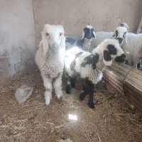 دوعدی بره لنگه سه تای