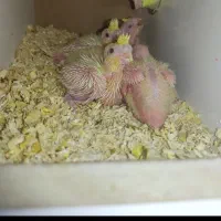 عروس هلندی خوش زات ۵تخم لوتینو|پرنده|یزد, |دیوار