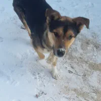 سگ ژرمن عالی برای نگهبانی عالی است