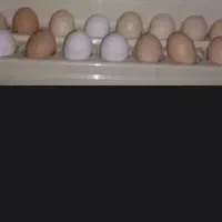 تخم مرغ محلی