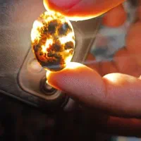 شجر فسا و قاعنات