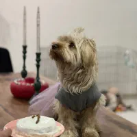 واگذاری شی‌پو یک ساله