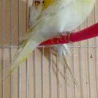 مغازه پرنده فروشی کل پرنده ها به فروش میرسد|پرنده|مه ولات, |دیوار