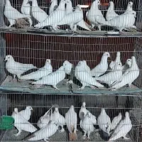 قناری  کفتر مرغ عشق دونه