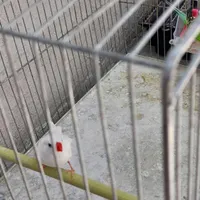 عروس هلندی ،مرغ عشق ،فنچ ،در اسکو|پرنده|تبریز, |دیوار
