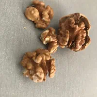 گردو ایرانی