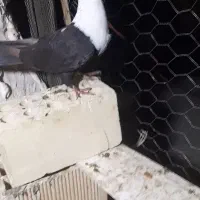 کبوتر ماده کله سفید درجه یک