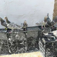 کبوتر دورگ کوهی هفترنگ|پرنده|اهواز, پردیس|دیوار