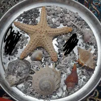 صدف|مجسمه، تندیس، ماکت|زاهدان, |دیوار