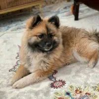 سگ پامرانین|سگ|بم, |دیوار