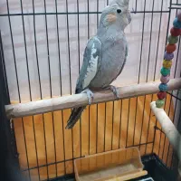 دو عدد جوجه عروس|پرنده|مشهد, ایثار|دیوار