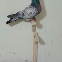 کفتر بوم پرشی