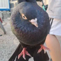 دو عدد کبوتر یک سفید و یک سیاه