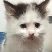 گربه نر وماده میکس پرشین