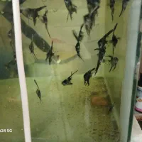 ماهی گوپی مولی انجل کوریدوراس تایگر بارب|ماهی|تهران, گلستان (شهرک راه آهن)|دیوار