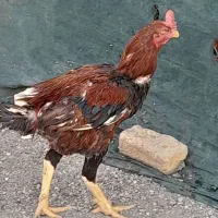 خروس لاری