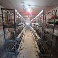 قفس مرغ تخم گذار