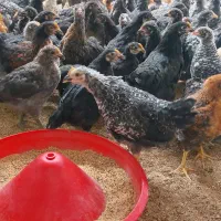 جوجه ۲ماهه محلی فیروزاباد|حیوانات مزرعه|فیروزآباد (فارس), |دیوار