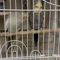 دو جفت عروس هلندی با تمامی روازم