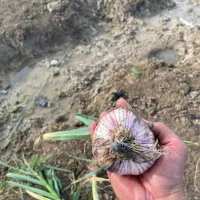 سیر بذری