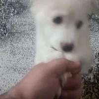 توله سگ پامر روباهی و اشپیتز ۳ماه نر|سگ|رشت, شهریاران|دیوار