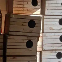 لانه ی عروس هلندی