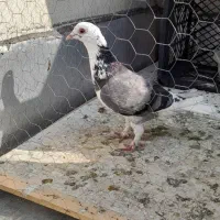 عبلق نر|پرنده|نگین شهر, |دیوار