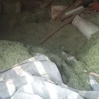 گل ینجه چین 4