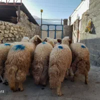 کاور سنجابی ده راس پوشی|حیوانات مزرعه|روانسر, |دیوار