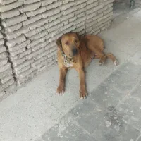 سگ پیت بول فروشی مخصوص نگهبانی