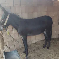 خرماده جوان