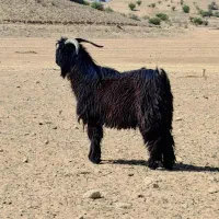 سه عدد کهره دوبوری|حیوانات مزرعه|دوگنبدان, |دیوار