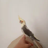 عروس هلندی|پرنده|پاکدشت, پاکدشت (مامازند)|دیوار