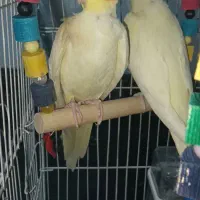 عروس هلندی لوتینو نر