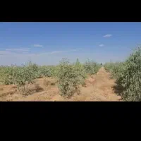 باغ اکالیپتوس ی سرمایه گذاری دلاری ریالی