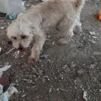 سگ پاکوتاه پشمالو
