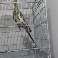 عروس بالغ|پرنده|قزوین, |دیوار