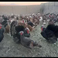 بوقلمون بار