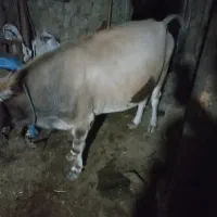 گاو محلی|حیوانات مزرعه|آبش احمد, |دیوار