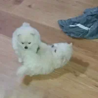 توله پامرین سایز صفر یک جفت خرسی اصیل|سگ|تهران, ابوذر|دیوار