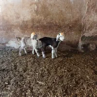 بزنجدی|حیوانات مزرعه|فارسان, |دیوار