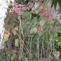 یاس شرابی و پالم زمینی ۴ متروتویا آمریکایی ۲ ساله|گل و گیاه طبیعی|رودسر, |دیوار