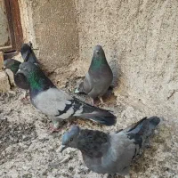 کبوتر سبز پرودولا نروماده|پرنده|بروجن, |دیوار