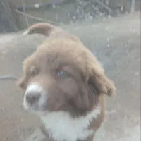 توله قدر جونی ماده