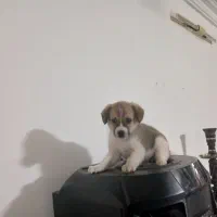 سگ‌ پاکوتاه باهوش بازی گوش