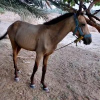 کره اسب نر