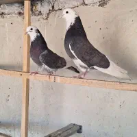 کفتر پرشی شازده