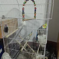 یک جفت عروس هلندی تخم گذار سرحال