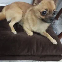 سگ شی واوا عروسکی نر|سگ|خرمآباد, |دیوار